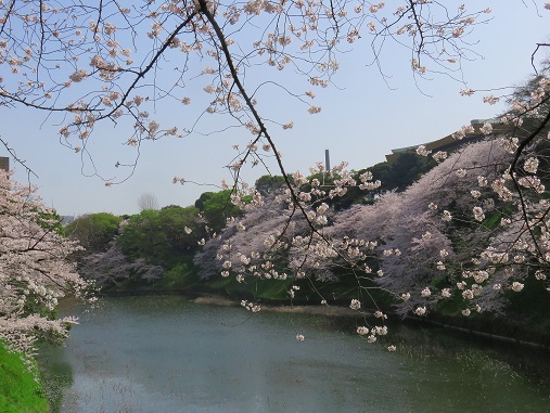 皇居清水門方面のお堀の桜