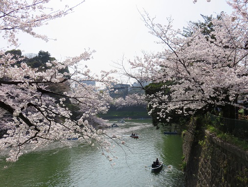 東京の桜の観光スポットである千鳥ヶ淵