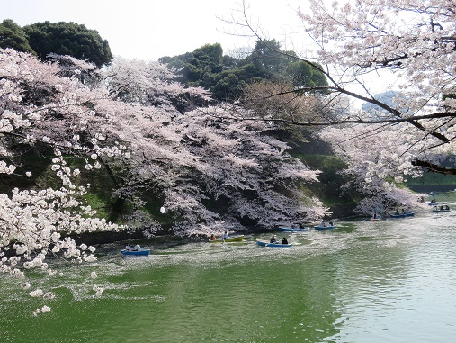 桜が咲くとＴＶでよく放送している千鳥ヶ淵