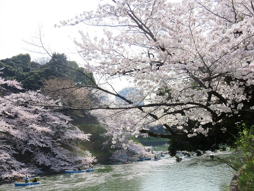 千鳥ヶ淵も桜が満開