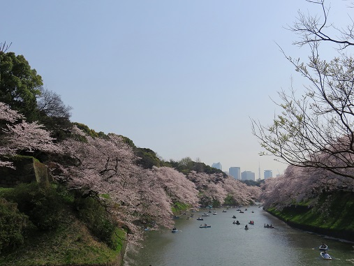千鳥ヶ淵、皇居のお堀"桜が満開で幸せ"