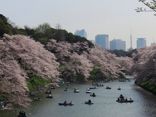 千鳥ヶ淵、皇居のお堀ボートで花見