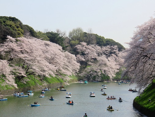 千鳥ヶ淵、皇居のお堀は桜で平和な時間