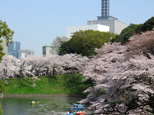 桜の景色を見れるなら