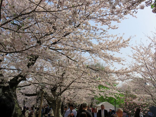 千鳥ヶ淵緑道桜