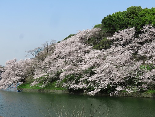 千鳥ヶ淵の夜桜も見てみたい