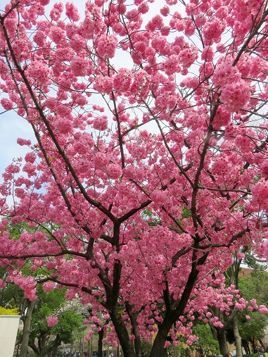 f:id:aohige0718:20180330201053j:plain 「横浜スタジアム」周辺の桜