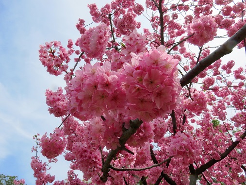 f:id:aohige0718:20180330201059j:plain 河津桜のように濃いピンク色の桜