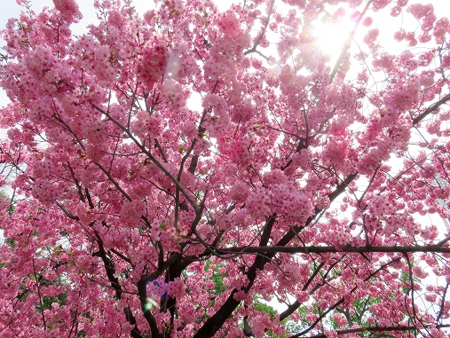 f:id:aohige0718:20180330201104j:plain 青空が欲しかった