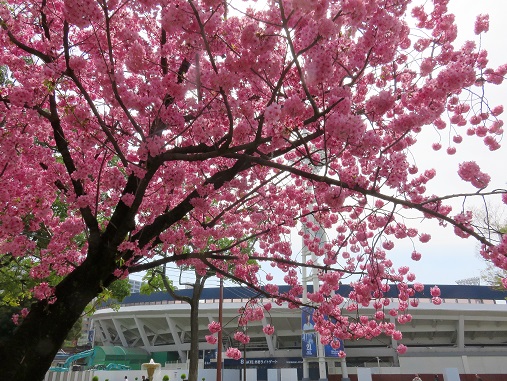 f:id:aohige0718:20180330201111j:plain 凄い数の人がお花見