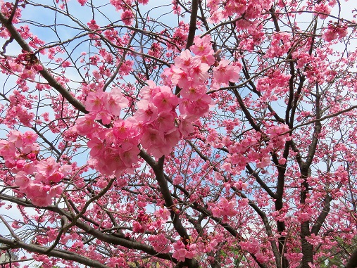 f:id:aohige0718:20180330201125j:plain 桜の花の周り