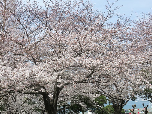 f:id:aohige0718:20180330201209j:plain 山下公園の桜並木