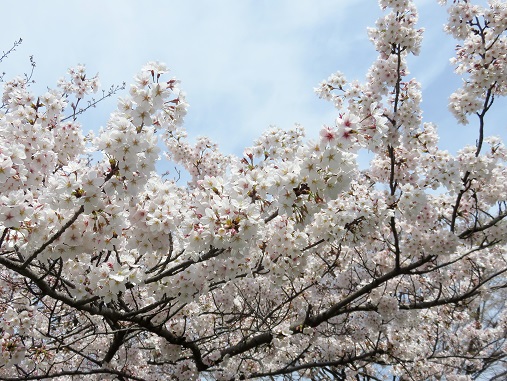 f:id:aohige0718:20180330201224j:plain ソメイヨシノ