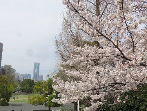 f:id:aohige0718:20180330201230j:plain ランドマークタワーサクラ