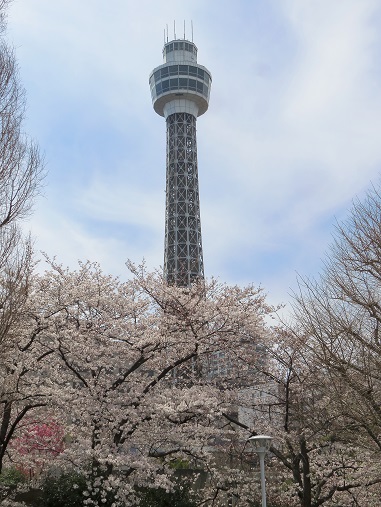 f:id:aohige0718:20180330201236j:plain マリンタワーと桜