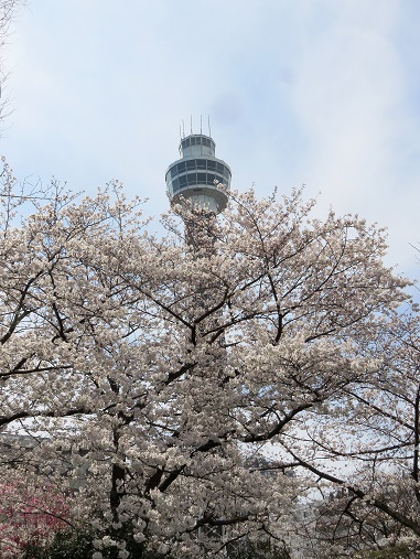 f:id:aohige0718:20180330201245j:plain 桜の花がモザイクのようにマリンタワーを隠してます