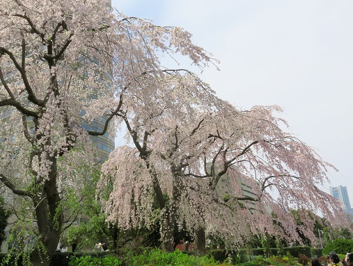 f:id:aohige0718:20180330201307j:plain 枝垂桜満開