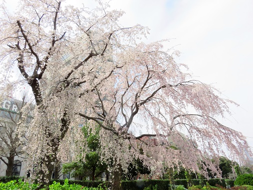 f:id:aohige0718:20180330201315j:plain 満開枝垂桜