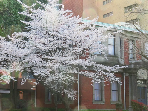 f:id:aohige0718:20180330201426j:plain 本当に綺麗な桜