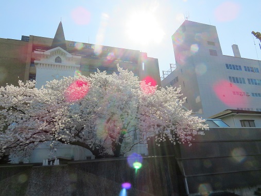 f:id:aohige0718:20180330201442j:plain 神の思し召し