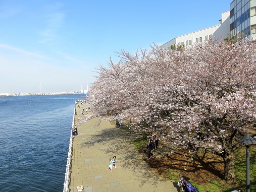 f:id:aohige0718:20180330201810j:plain 港と桜のコラボレショーン