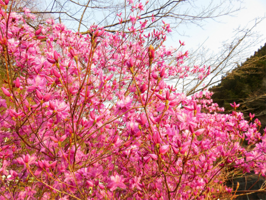 奥多摩周辺の桜