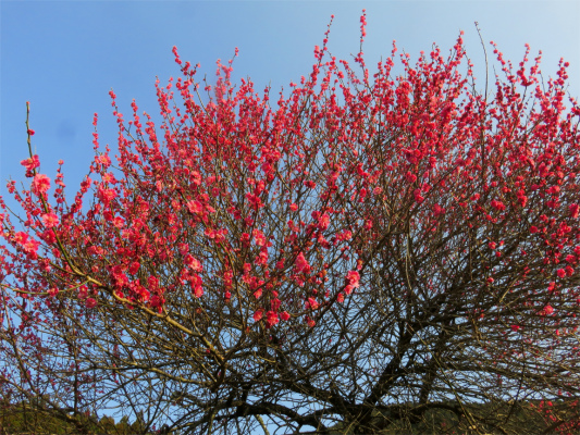 桜花