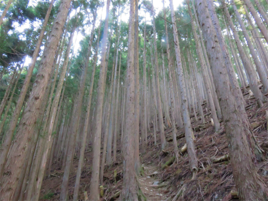 六ツ石山まで急登が永遠と続きます