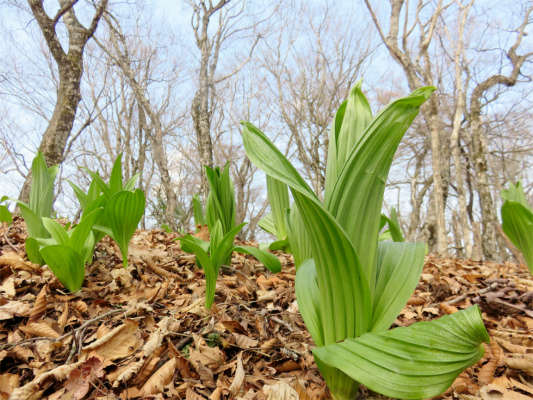 f:id:aohige0718:20180410233709j:plain 鍋割山稜