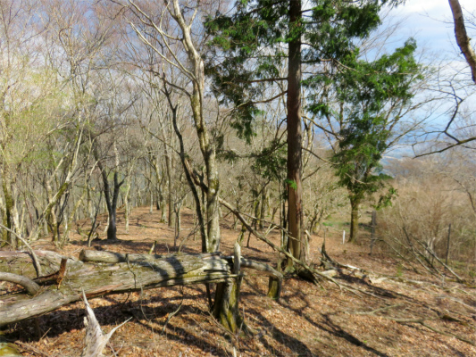 f:id:aohige0718:20180410234727j:plain 伊勢沢ノ頭南東尾根南東に進む場所