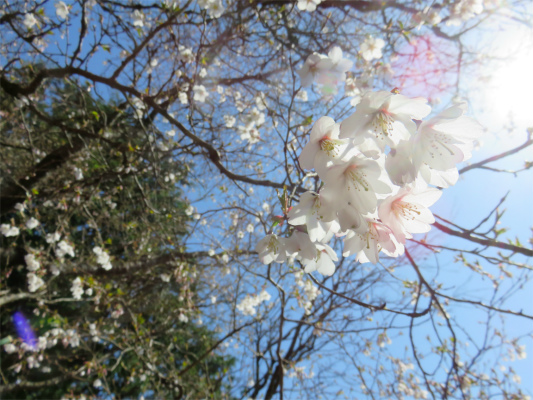 f:id:aohige0718:20180410234752j:plain マメザクラ