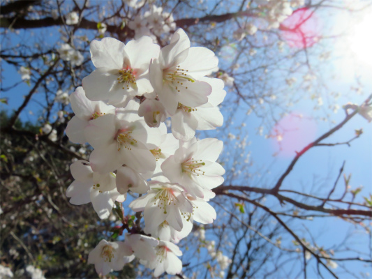 f:id:aohige0718:20180410234812j:plain マメザクラ満開