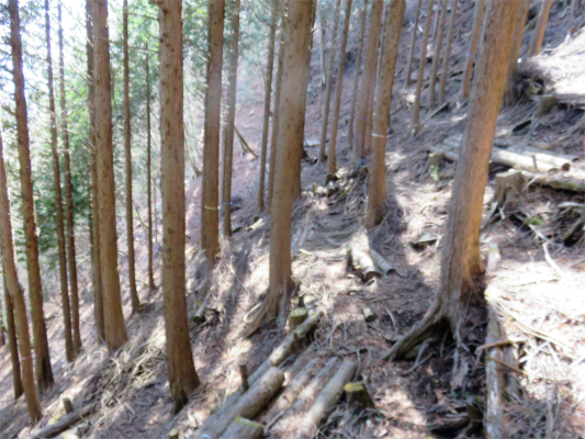 f:id:aohige0718:20180410234828j:plain 標高1,000m付近