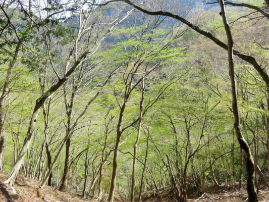 f:id:aohige0718:20180410234844j:plain 伊勢沢ノ頭南東尾根の新緑