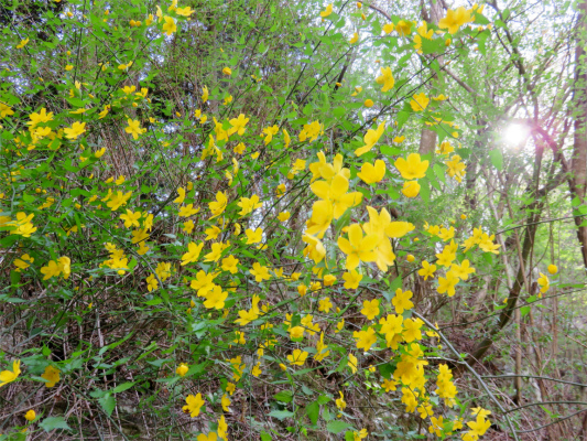 f:id:aohige0718:20180410234929j:plain ヤマボウシ花