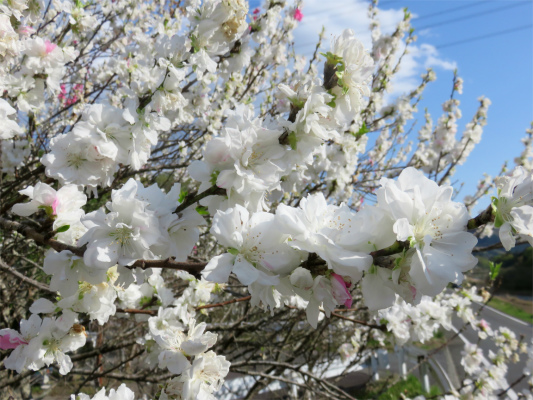 f:id:aohige0718:20180410235124j:plain f:id:aohige0718:20180410235124j:plain