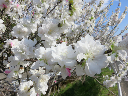 f:id:aohige0718:20180410235142j:plain 花桃