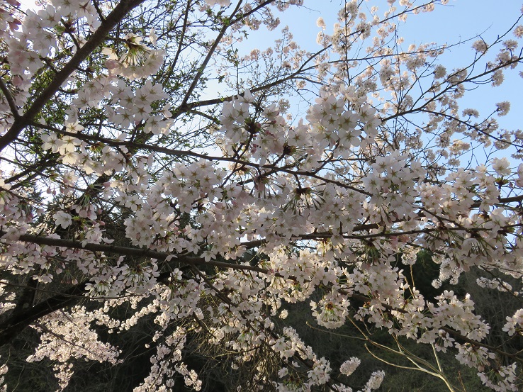 大菩薩登山口バス停付近の桜