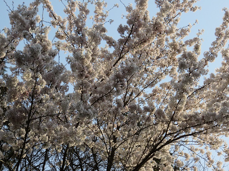 大菩薩登山口お花見