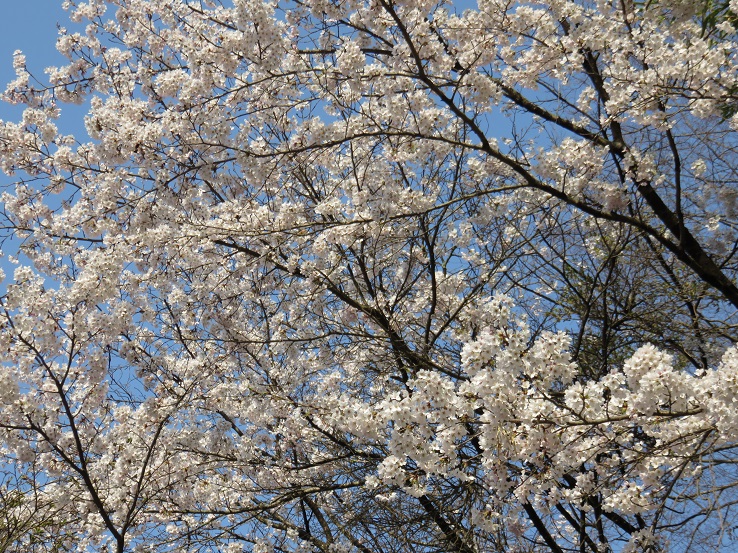 裂石地区の桜