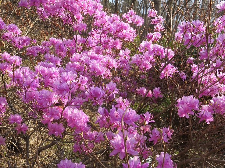 大菩薩ツツジが満開
