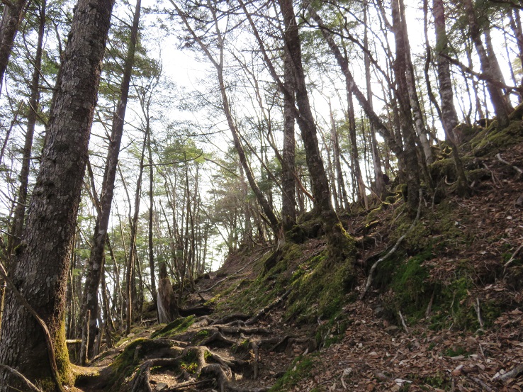 大菩薩嶺への登山道