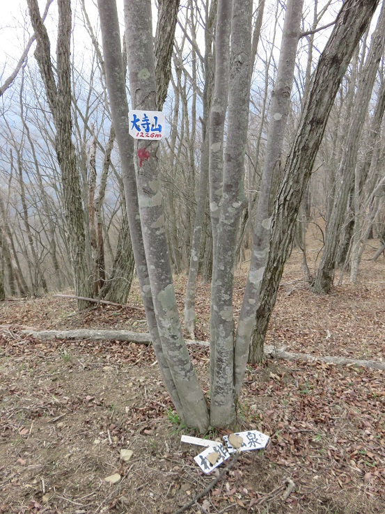 大寺山尾名手尾根分岐