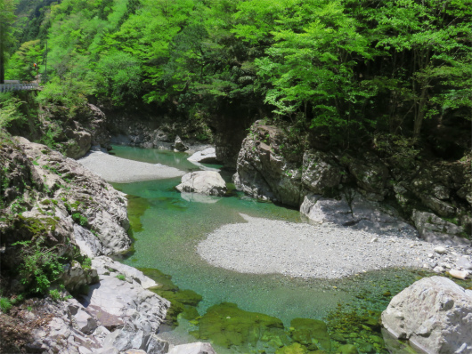 新緑と川の水