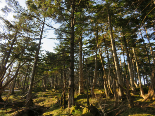 八経ヶ岳の森