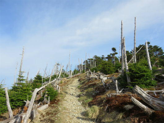 立ち枯れした弥山の景色