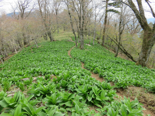 緑の絨毯がある登山ルート