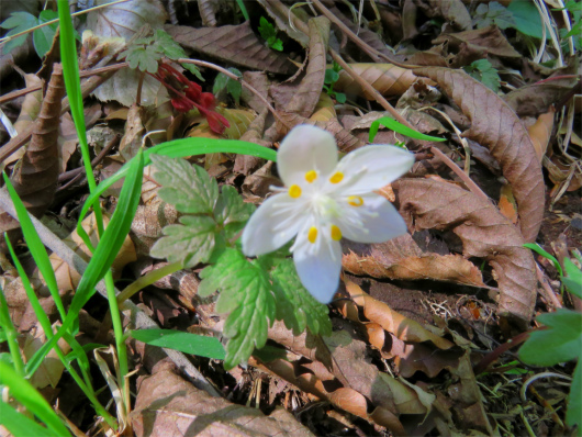 小さなお花