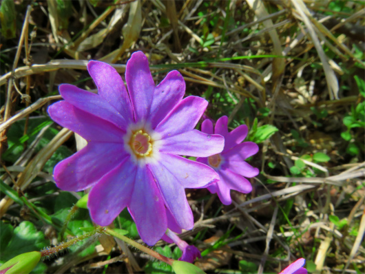 お花紫色