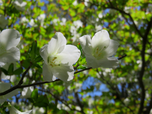 f:id:aohige0718:20180519144144j:plain 丹沢名物の「シロヤシオ」